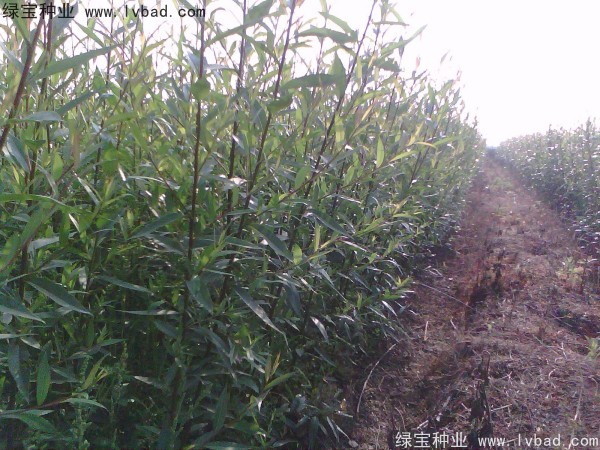 <a href='http://www.hn123.net.cn/linmuzhongzi/2277.html' target='_blank'>銅錢樹種子</a>