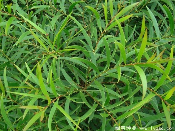 相思樹<a href='http://www.hn123.net.cn/' target='_blank'>種子</a>