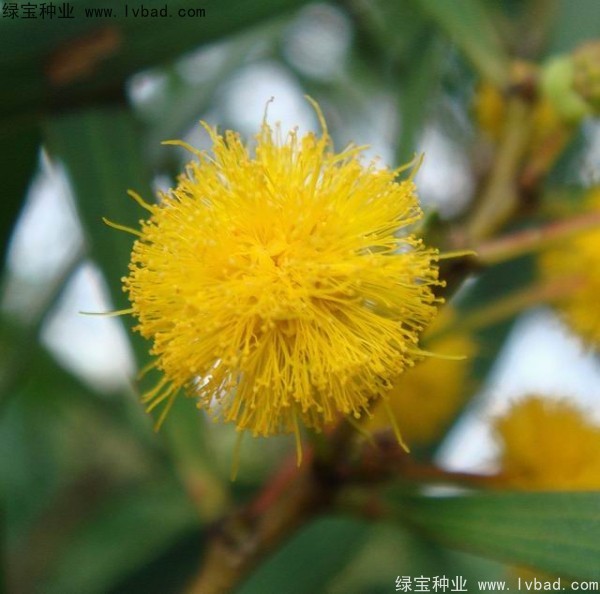 <a href='http://www.hn123.net.cn/linmuzhongzi/2278.html' target='_blank'>相思樹</a><a href='http://www.hn123.net.cn/' target='_blank'>種子</a>