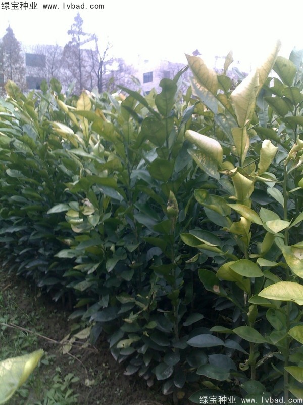 <a href='http://www.hn123.net.cn/linmuzhongzi/2279.html' target='_blank'>香泡種子</a>