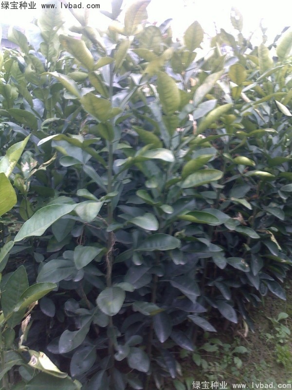 香泡<a href='http://www.hn123.net.cn/' target='_blank'>種子</a>