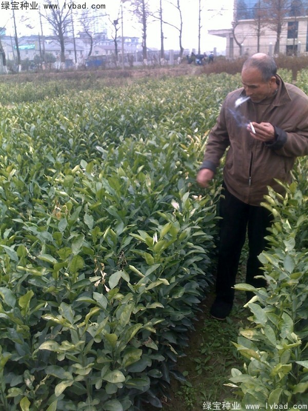 <a href='http://www.hn123.net.cn/linmuzhongzi/2279.html' target='_blank'>香泡種子</a>