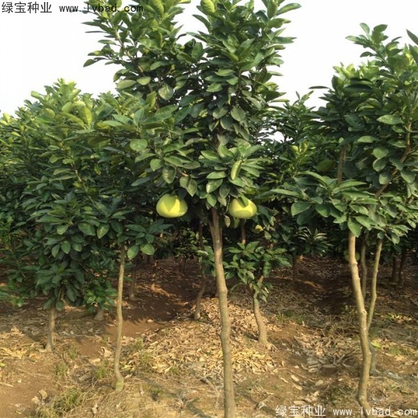 香泡<a href='http://www.hn123.net.cn/' target='_blank'>種子</a>