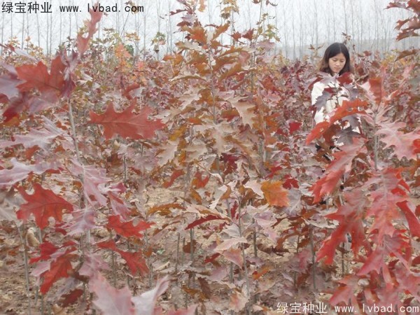 橡樹<a href='http://www.hn123.net.cn/' target='_blank'>種子</a>