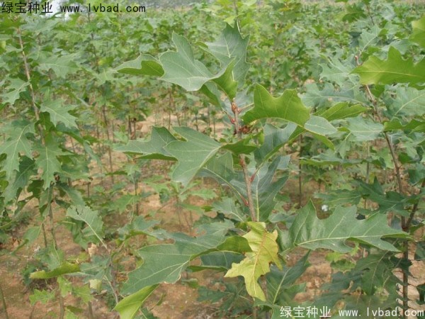 <a href='http://www.hn123.net.cn/linmuzhongzi/2280.html' target='_blank'>橡樹</a><a href='http://www.hn123.net.cn/' target='_blank'>種子</a>