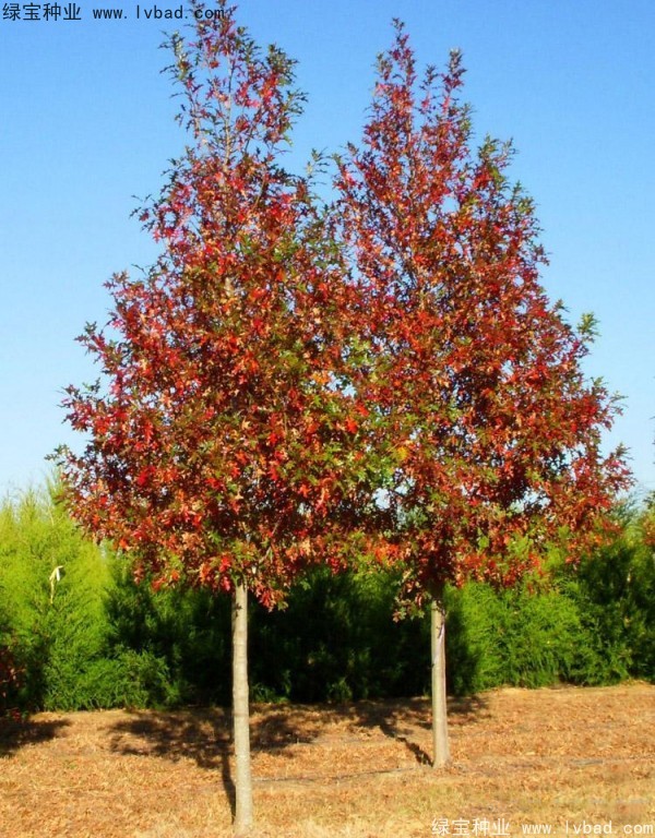 <a href='http://www.hn123.net.cn/linmuzhongzi/2280.html' target='_blank'>橡樹種子</a>