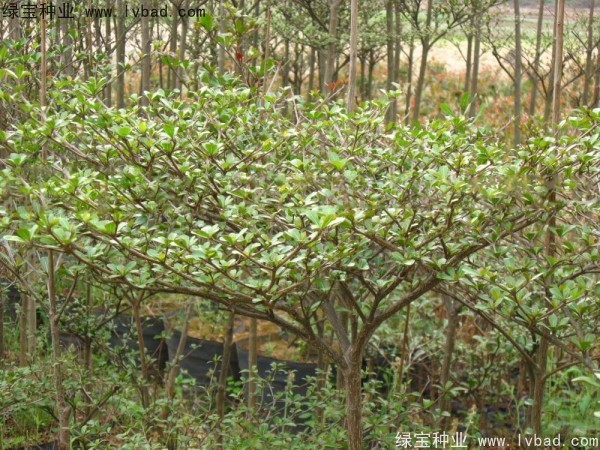 小葉欖仁<a href='http://www.hn123.net.cn/' target='_blank'>種子</a>