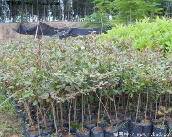 <a href='http://www.hn123.net.cn/linmuzhongzi/2281.html' target='_blank'>小葉欖仁種子</a>