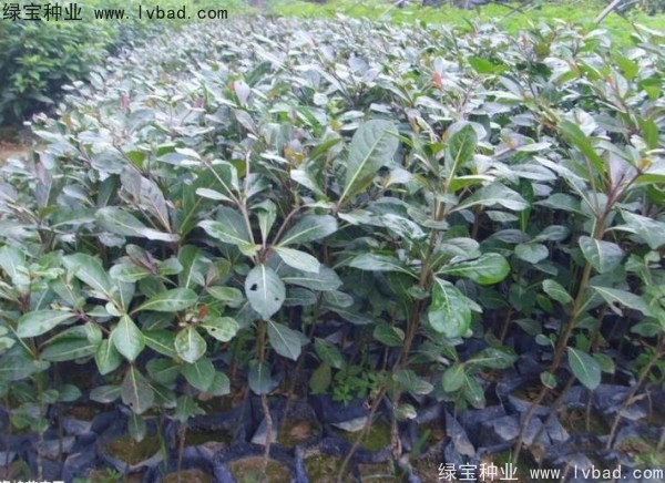 <a href='http://www.hn123.net.cn/linmuzhongzi/2281.html' target='_blank'>小葉欖仁種子</a>