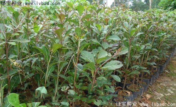 小葉欖仁<a href='http://www.hn123.net.cn/' target='_blank'>種子</a>