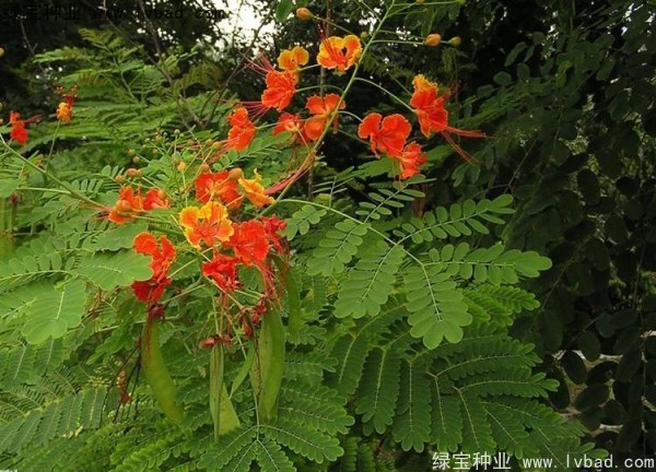 洋金鳳<a href='http://www.hn123.net.cn/' target='_blank'>種子</a>