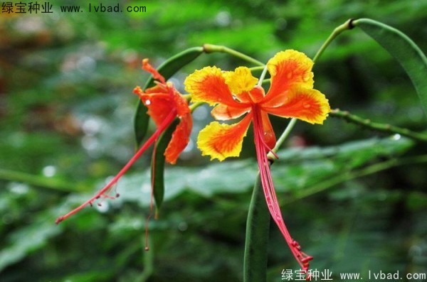 <a href='http://www.hn123.net.cn/linmuzhongzi/2284.html' target='_blank'>洋金鳳種子</a>