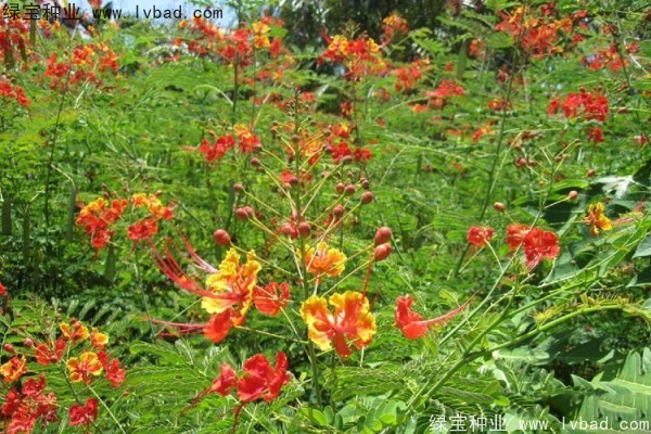 <a href='http://www.hn123.net.cn/linmuzhongzi/2284.html' target='_blank'>洋金鳳種子</a>
