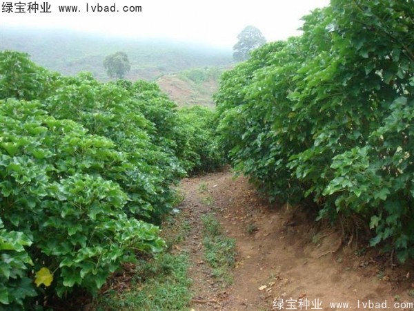 <a href='http://www.hn123.net.cn/linmuzhongzi/2285.html' target='_blank'>油桐</a><a href='http://www.hn123.net.cn/' target='_blank'>種子</a>