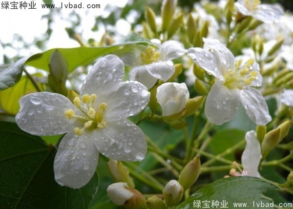 <a href='http://www.hn123.net.cn/linmuzhongzi/2285.html' target='_blank'>油桐種子</a>