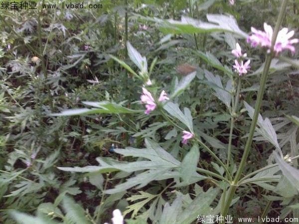 <a href='http://www.hn123.net.cn/yaocaizhongzi/2289.html' target='_blank'>茺蔚子種子</a>