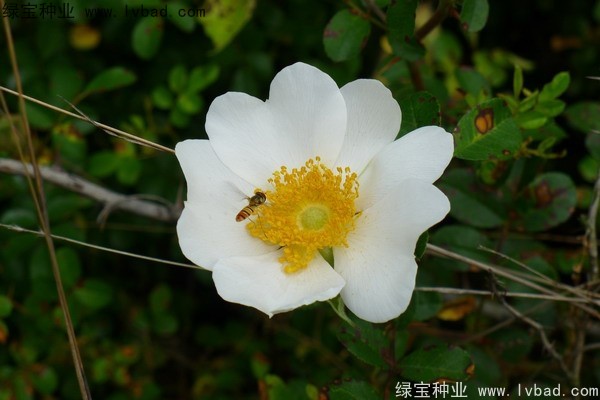 <a href='http://www.hn123.net.cn/yaocaizhongzi/2294.html' target='_blank'>金櫻子</a><a href='http://www.hn123.net.cn/' target='_blank'>種子</a>