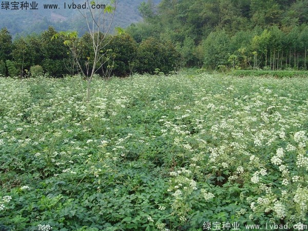 <a href='http://www.hn123.net.cn/yaocaizhongzi/2300.html' target='_blank'>前胡種子</a>