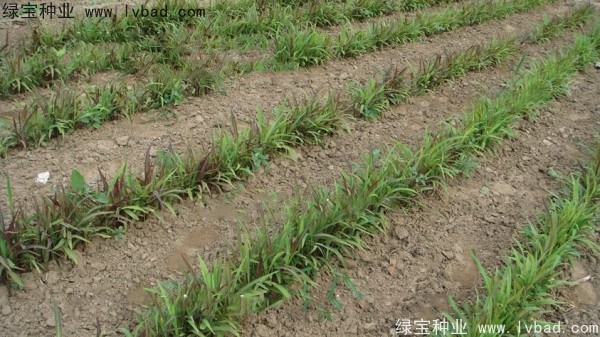 <a href='http://www.hn123.net.cn/yaocaizhongzi/2302.html' target='_blank'>薏米種子</a>