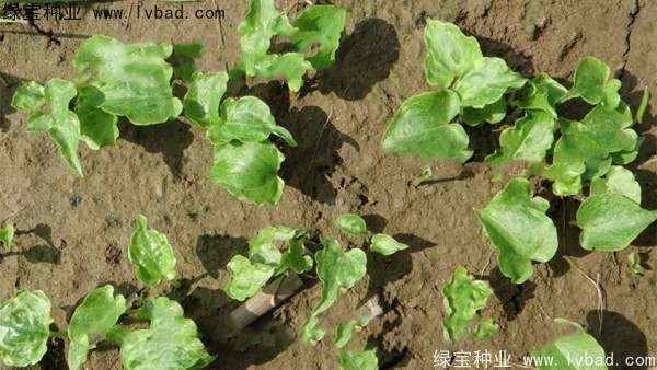 <a href='http://www.hn123.net.cn/yaocaizhongzi/2303.html' target='_blank'>天南星種子</a>