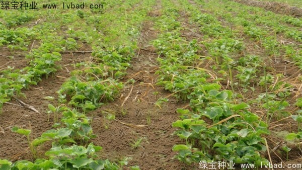 天南星<a href='http://www.hn123.net.cn/' target='_blank'>種子</a>