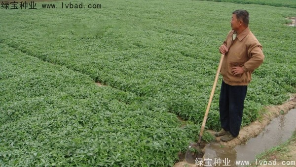 天南星<a href='http://www.hn123.net.cn/' target='_blank'>種子</a>