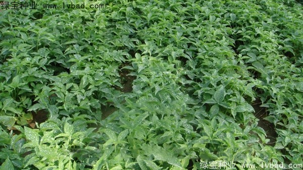 <a href='http://www.hn123.net.cn/yaocaizhongzi/2303.html' target='_blank'>天南星種子</a>