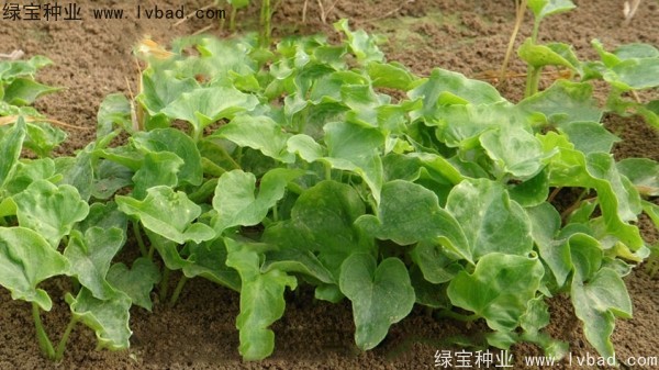 <a href='http://www.hn123.net.cn/yaocaizhongzi/2303.html' target='_blank'>天南星種子</a>