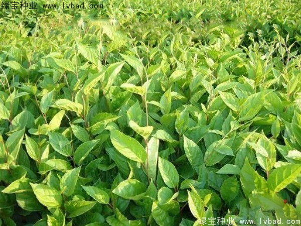 五味子<a href='http://www.hn123.net.cn/' target='_blank'>種子</a>