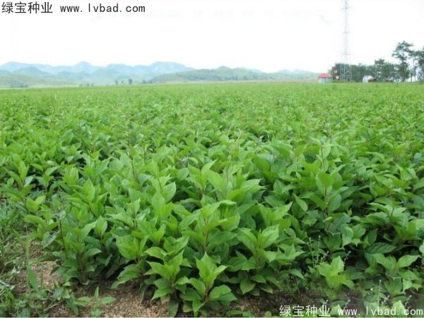 <a href='http://www.hn123.net.cn/yaocaizhongzi/2305.html' target='_blank'>五味子種子</a>