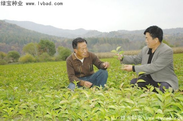 <a href='http://www.hn123.net.cn/yaocaizhongzi/2305.html' target='_blank'>五味子</a><a href='http://www.hn123.net.cn/' target='_blank'>種子</a>