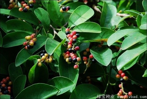 <a href='http://www.hn123.net.cn/yaocaizhongzi/2305.html' target='_blank'>五味子種子</a>