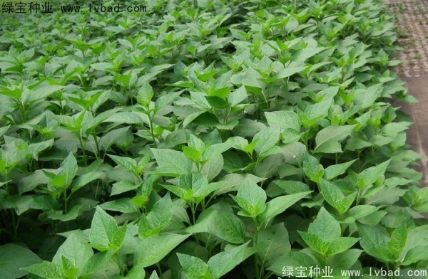 <a href='http://www.hn123.net.cn/yaocaizhongzi/2306.html' target='_blank'>錦燈籠</a><a href='http://www.hn123.net.cn/' target='_blank'>種子</a>