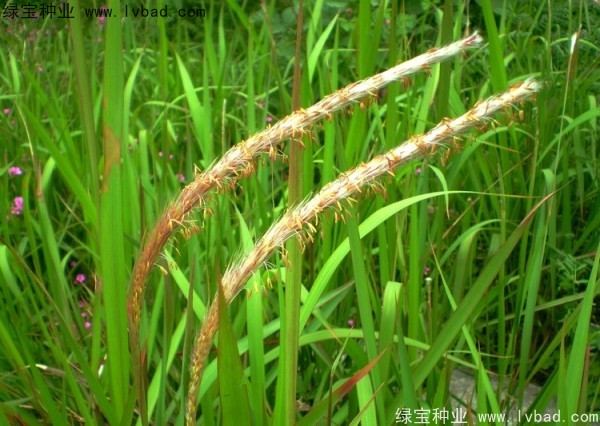 <a href='http://www.hn123.net.cn/yaocaizhongzi/2310.html' target='_blank'>白茅種子</a>