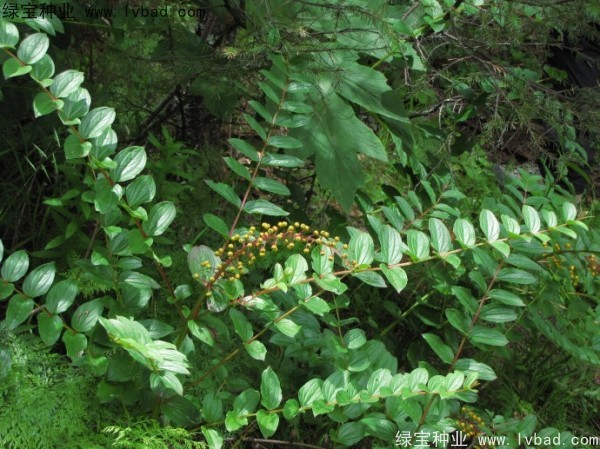 <a href='http://www.hn123.net.cn/yaocaizhongzi/2316.html' target='_blank'>馬桑種子</a>