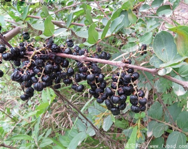 馬桑<a href='http://www.hn123.net.cn/' target='_blank'>種子</a>