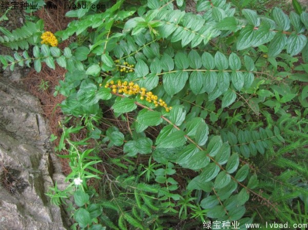 <a href='http://www.hn123.net.cn/yaocaizhongzi/2316.html' target='_blank'>馬桑種子</a>