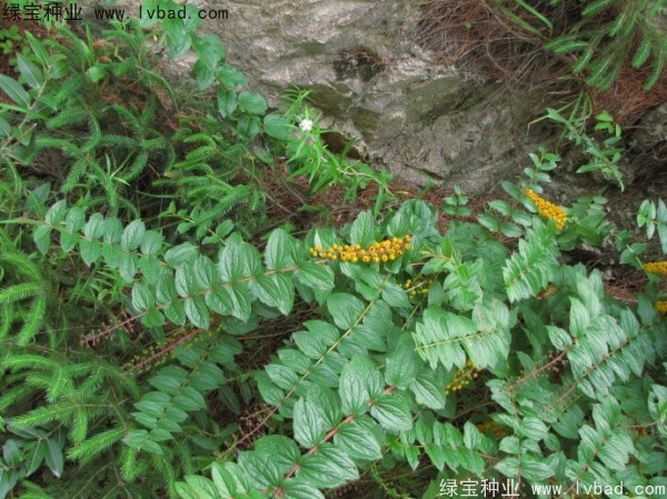 馬桑<a href='http://www.hn123.net.cn/' target='_blank'>種子</a>