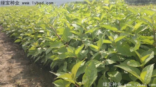 接骨木<a href='http://www.hn123.net.cn/' target='_blank'>種子</a>