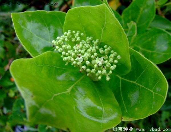 黃荊<a href='http://www.hn123.net.cn/' target='_blank'>種子</a>