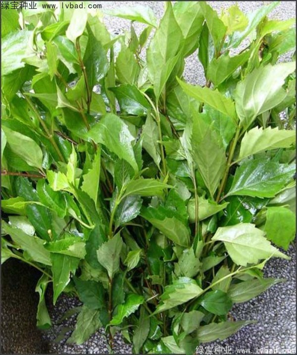 黃荊<a href='http://www.hn123.net.cn/' target='_blank'>種子</a>