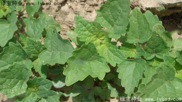 <a href='http://www.hn123.net.cn/yaocaizhongzi/2323.html' target='_blank'>藿香種子</a>