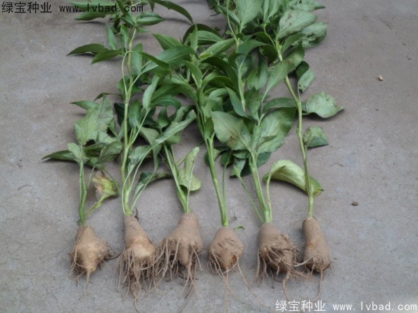 <a href='http://www.hn123.net.cn/yaocaizhongzi/2330.html' target='_blank'>白術(shù)種子</a>