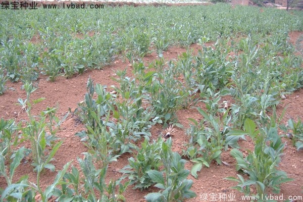 <a href='http://www.hn123.net.cn/yaocaizhongzi/2330.html' target='_blank'>白術(shù)</a><a href='http://www.hn123.net.cn/' target='_blank'>種子</a>
