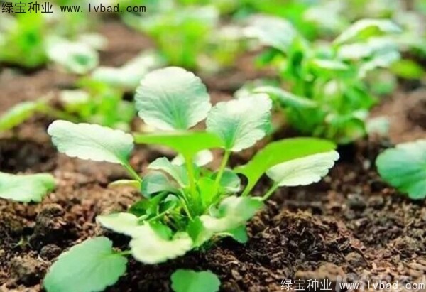 <a href='http://www.hn123.net.cn/yaocaizhongzi/2332.html' target='_blank'>蓖麻種子</a>