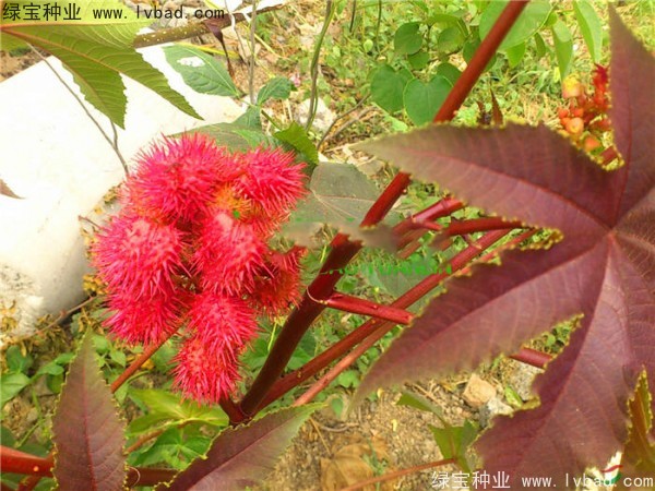 <a href='http://www.hn123.net.cn/yaocaizhongzi/2332.html' target='_blank'>蓖麻種子</a>