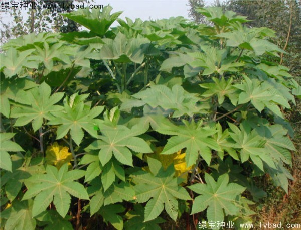 <a href='http://www.hn123.net.cn/yaocaizhongzi/2332.html' target='_blank'>蓖麻種子</a>