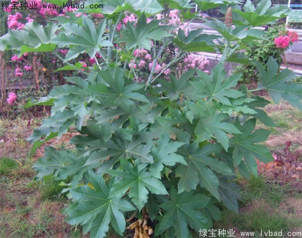 蓖麻<a href='http://www.hn123.net.cn/' target='_blank'>種子</a>