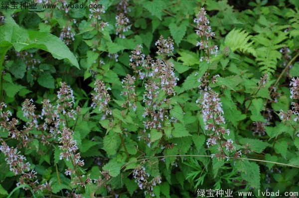 荊芥<a href='http://www.hn123.net.cn/' target='_blank'>種子</a>