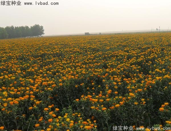 <a href='http://www.hn123.net.cn/yaocaizhongzi/2335.html' target='_blank'>紅花種子</a>
